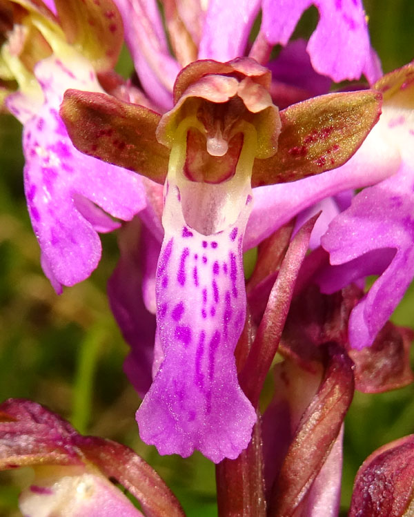 Orchis spitzelii